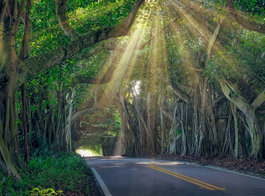 sunlight peaking through the canopy of trees over a road in stuart