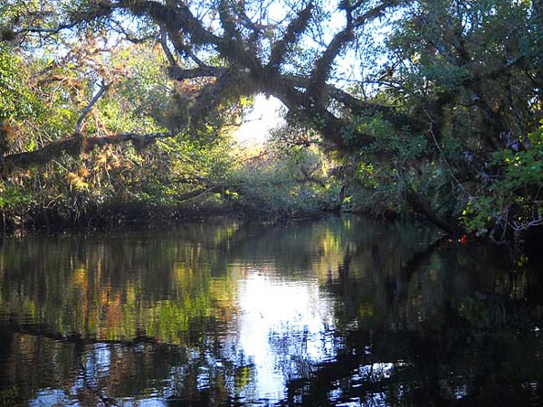 trees over the st lucie river waterway stuart florida