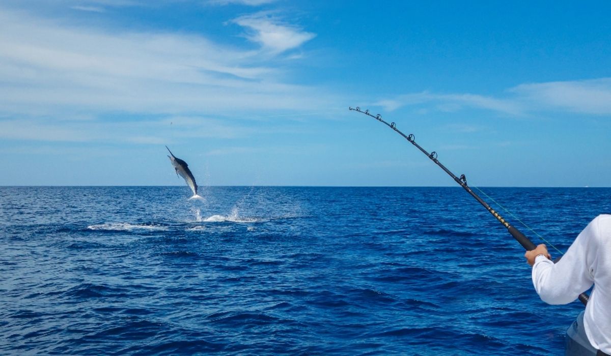 Annual Sailfish Fishing Tournament Event in Stuart 