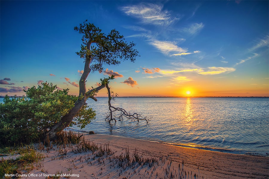 mangrove tree at the sunset in stuart