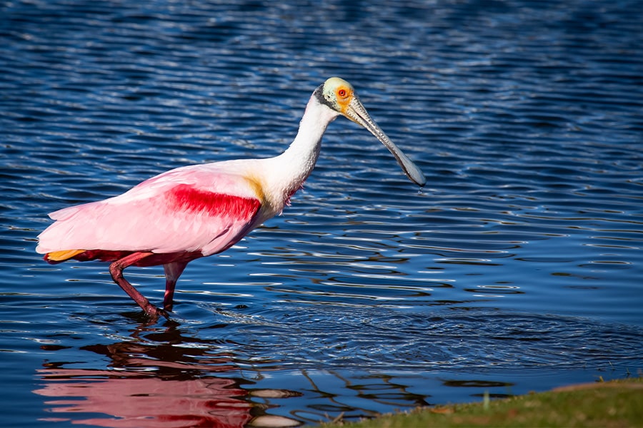 Audubon Sanctuary where wildlife comes to explore - pink bird