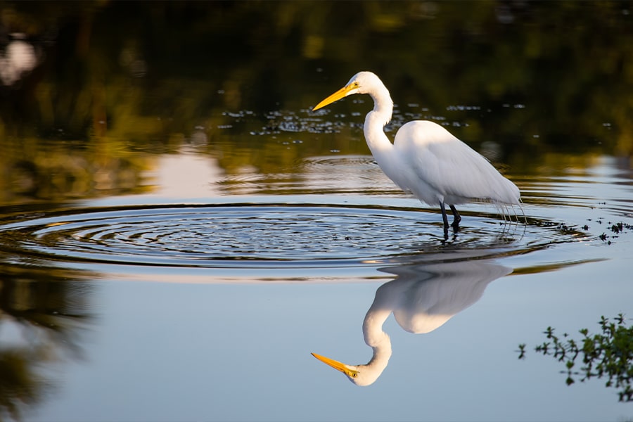 Audubon-Certified Sanctuary  bird in water