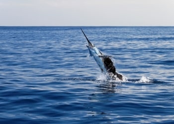 A Boating & Fishing Guide to the Sailfish Capital of the World