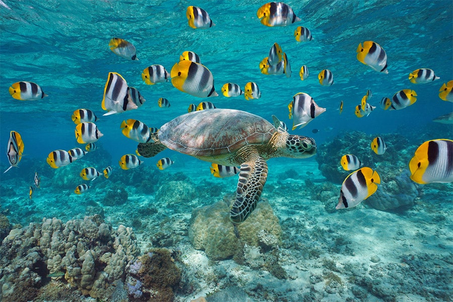 Sea turtle surrounded by fish, natural wonders