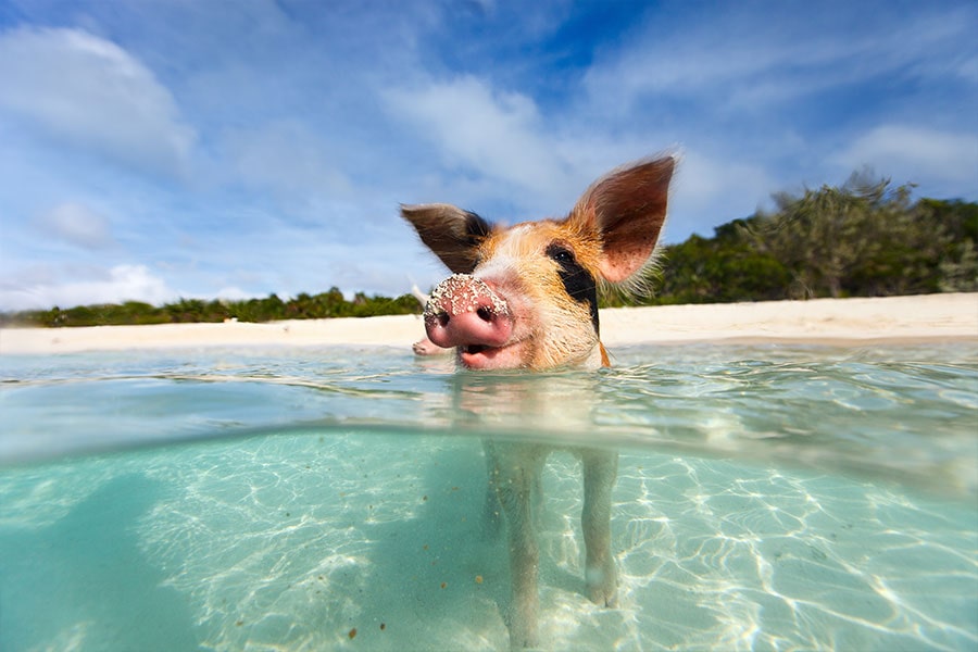 The Bahamas Pigs in the ocean