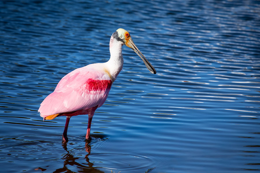 Sailfish Bird