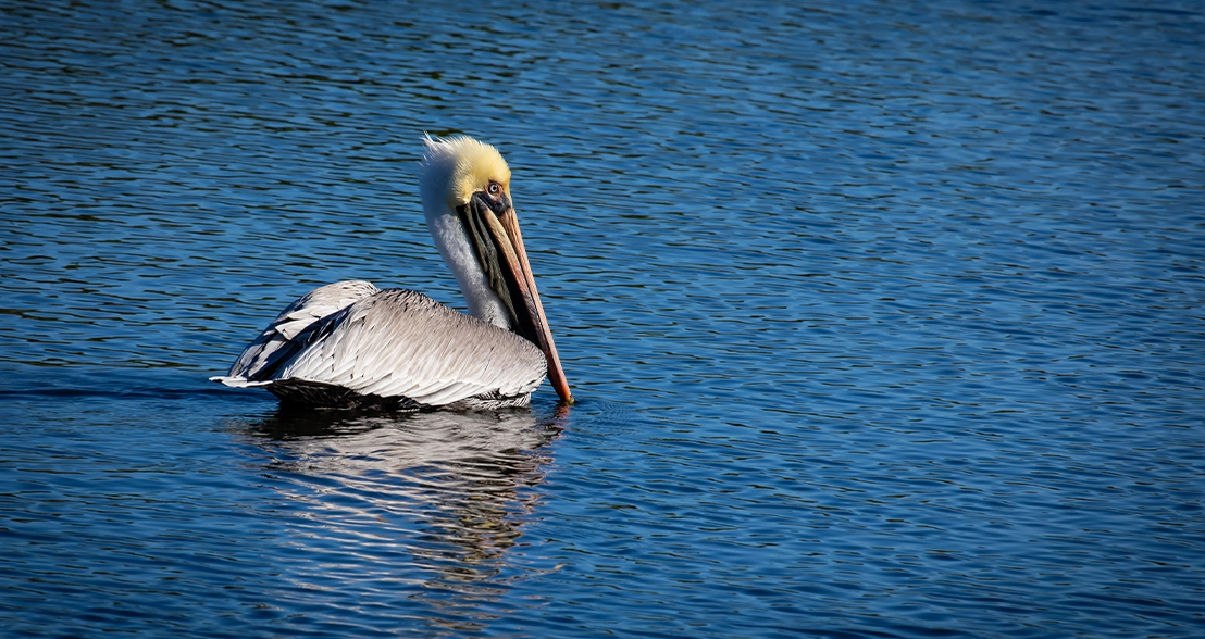 Pelican floating on rippled blue water with its reflection visible below.