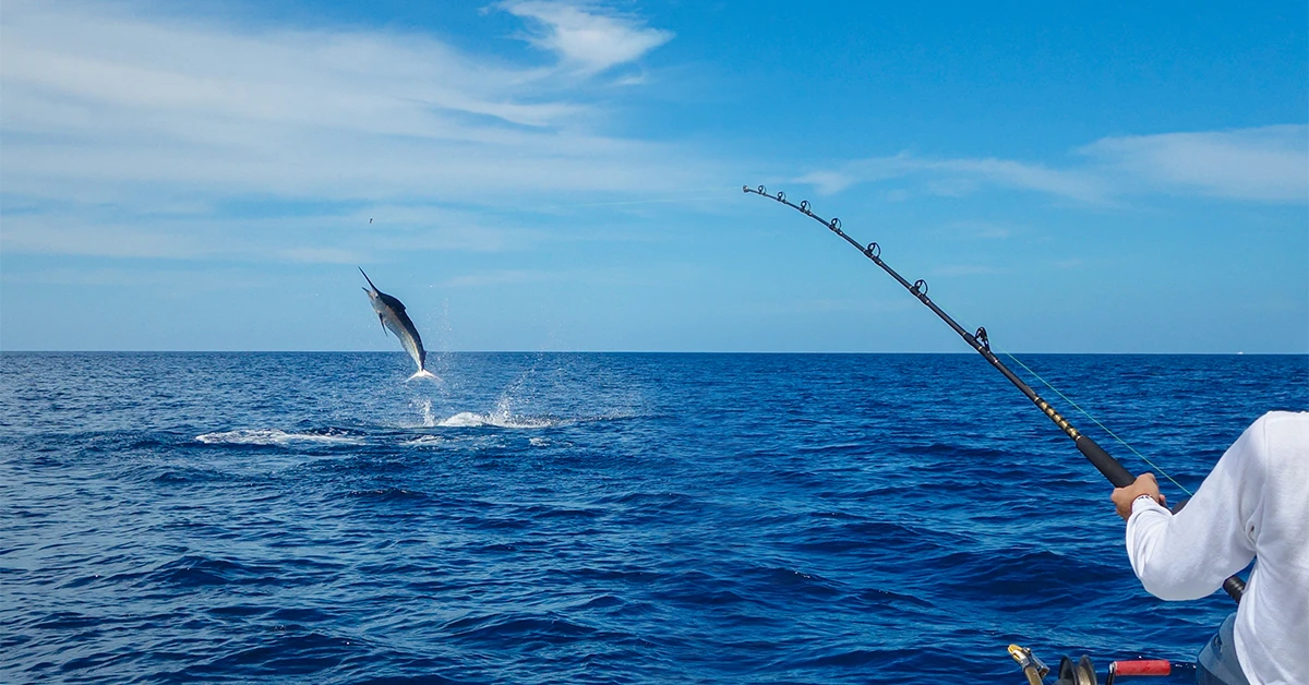 Reeling in a sailfish. 